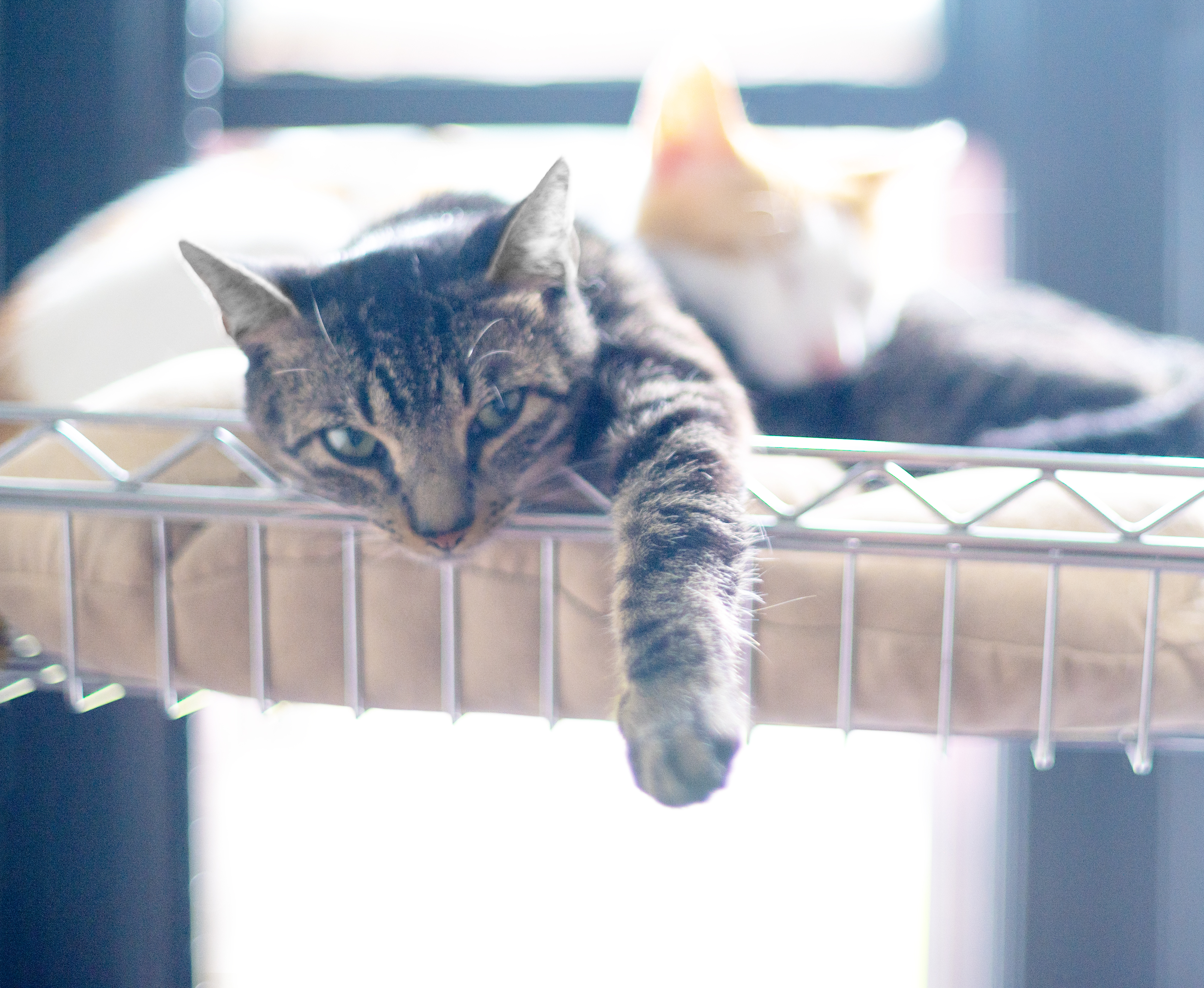 Top Cat Sanctuary cat photo